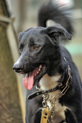 Portrait of a black-and-white not purebred dog.