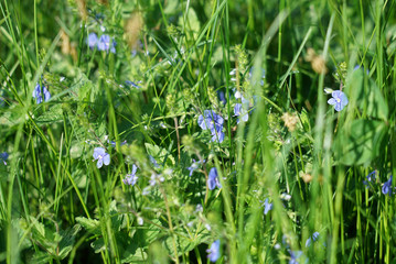 Pale blue wildflowers among the lush grass in early spring 