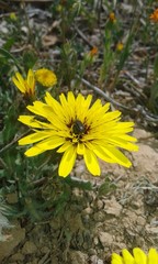 yellow flowers in garden