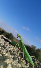 mantis
