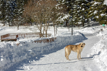 Golcuk / Bolu / Turkey, winter snow landscape and dog.  Travel concept photo.