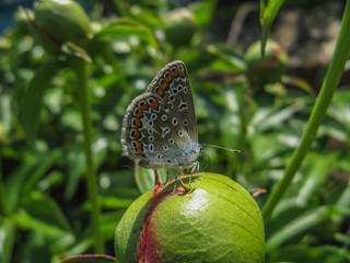 Бабочка голубянка на бутоне пиона