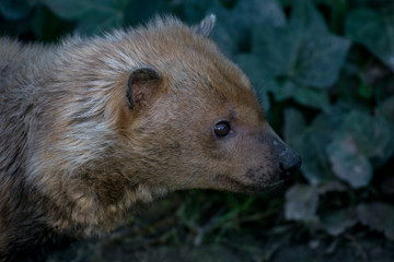 Obraz premium Zorro vinagre también conocido como Bush Dog