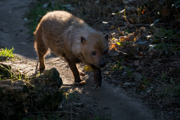 Zorro vinagre también conocido como Bush Dog