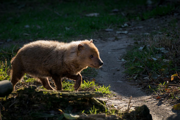 Zorro vinagre también conocido como Bush Dog