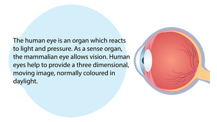 Human eye vector. Internal organs functions vector design