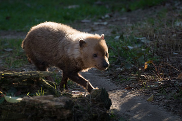 Zorro vinagre también conocido como Bush Dog