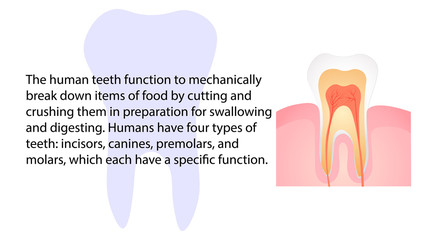 Human teeth function. Internal organs functions vector design