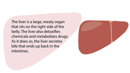 Liver function vector. Internal organs functions vector design