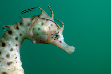 Seahorse up close in ocean