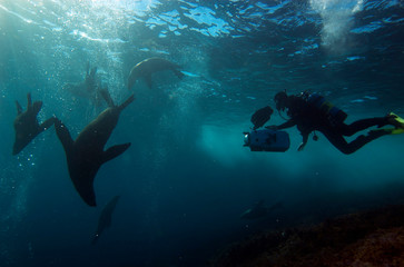 Sea lions underwater with photographer