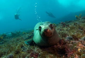 Foto op Canvas Curious sea lion underwater © The Ocean Agency