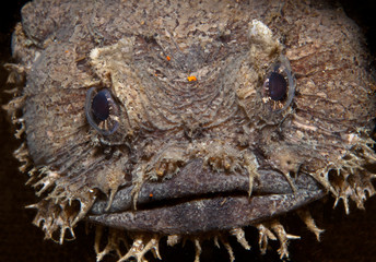 Oyster toadfish