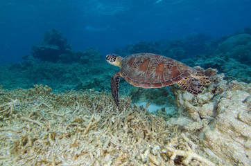 Obraz premium Green sea turtle on Great Barrier Reef in Australia
