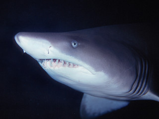 Grey nurse shark in Sydney Australia