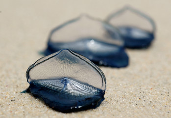 Sailor jellyfish on the beach © The Ocean Agency
