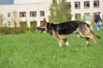 The oldest German shepherd runs