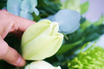 tulip in hand