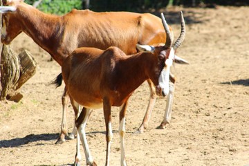 Antilope dans son enclos au zoo