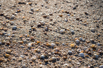 Abstract shallow focus view of textured wet sea shells piled on a tropical beach