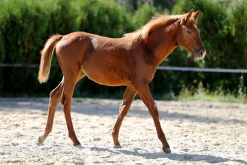 Beautiful half year old foal posing on sandy track