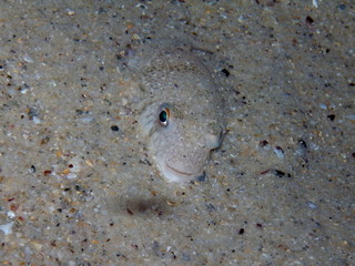 Common Toadfish-Tetractenos hamiltoni