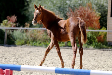 Beautiful half year old foal posing on sandy track