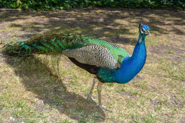 Indian Blue Peacock 