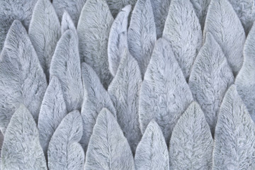 Background from leaves arranged in rows from the Stakhis plant in the form of rabbit ears.