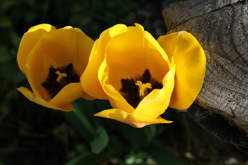 gelbe Tulpen