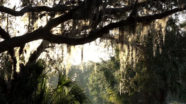 Spanish moss hanging from live oak tree branches