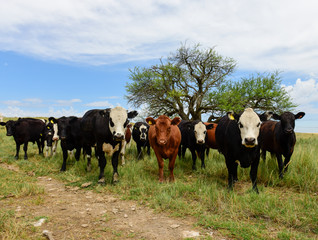 Fototapeta premium Steers fed on pasture, La Pampa, Argentina