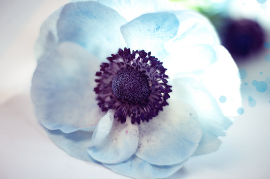 Blue Anemona Blossom