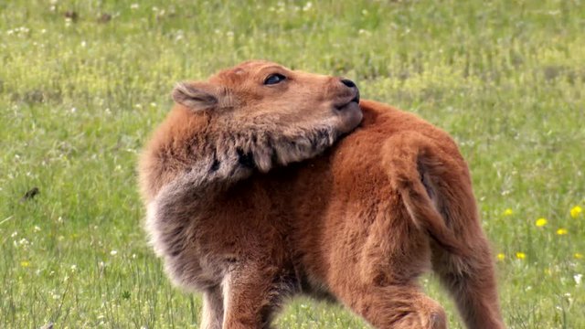Yellowstone National Park - A young baby bison calf scratches itself in a scenic springtime green meadow.