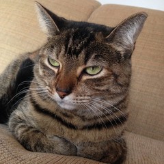 closeup portrait of a cat