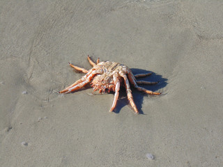 araignée de mer sur le dos