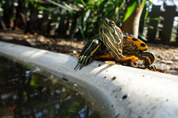 A fresh-eared slider turtle basks on the rocks next to an artificial pond. Wild life