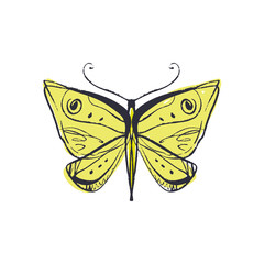 Hand drawn elegant grunge beetle sketch art