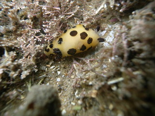Yellow Nudibranch with black dots-Black spot Jorunna-Jorunna sp in Sydney, Australia