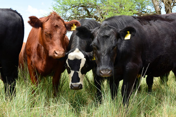 Steers fed on pasture, La Pampa, Argentina