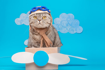 Very funny cat pilot of an airplane with glasses and a pilot's hat sitting on a plane, against the...