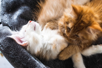 maine coon katzen 