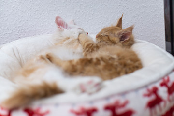 maine coon katzen 