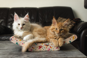 maine coon katzen 