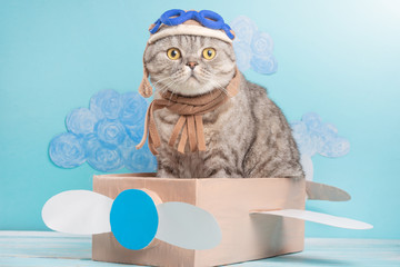 Cat is a cute aviator pilot in a paper plane, a Scottish Whiskas in a mask and glasses of an airplane pilot with space for design. The concept of the pilot, super cat, flight. © Anton