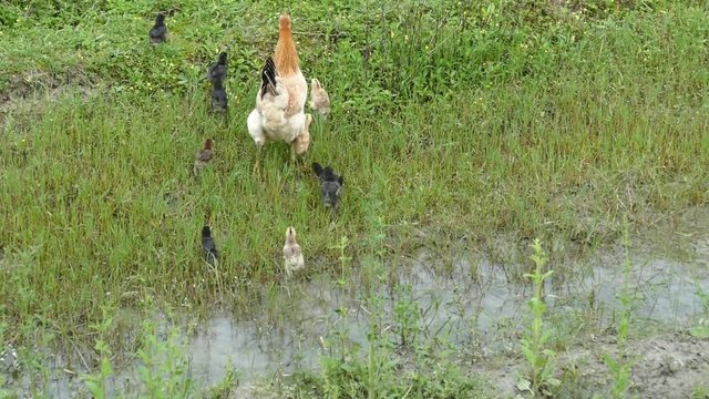 Hens and chickens on the ridge.