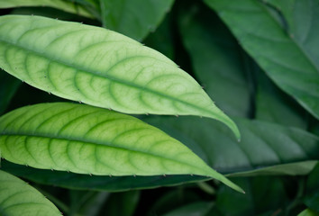 shades of Green Leaves 