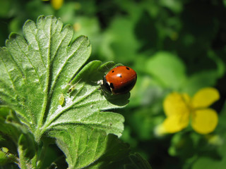 Coccinella septempunctata. Red ladybug on a green leaf in a garden is eating aphid. Fauna of Ukraine.