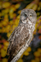 Owls