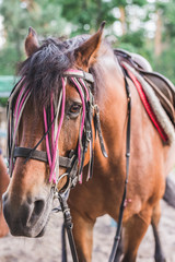 Obraz premium Brown horse full frame